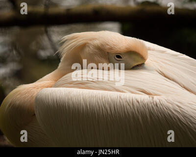 Pelican couchage close up Banque D'Images
