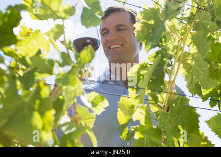 Smiling vigneron sur verre de vin dans la région de vineyard Banque D'Images