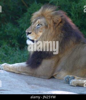 Lion mâle majestueux détente sur rock, à l'extérieur. Banque D'Images