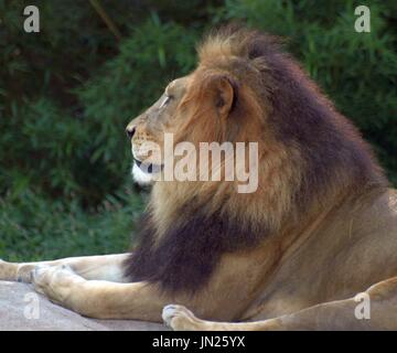 Lion mâle majestueux détente sur rock, à l'extérieur. Banque D'Images