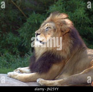 Lion mâle majestueux détente sur rock, à l'extérieur. Banque D'Images