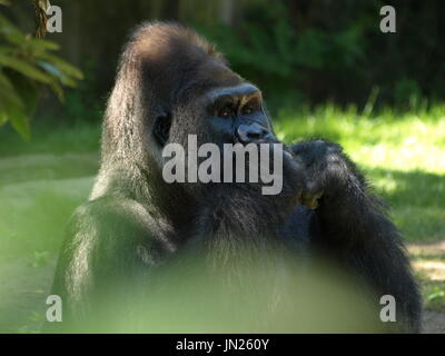 Gorille grand singe à distance en tout en grignotant pensivement sur la nourriture Banque D'Images