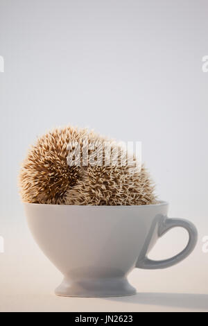 Close-up de Porcupine en cup contre fond blanc Banque D'Images