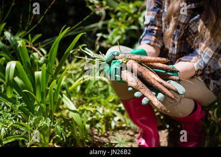 Femme tenant carottes récoltées dans la zone sur une journée ensoleillée Banque D'Images
