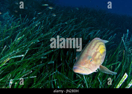 Mérou doré (Epinephelus costae) parmi les herbiers de Neptune (Posidonia oceanica) parc naturel de ses Salines (Formentera,Mer méditerranée) Banque D'Images