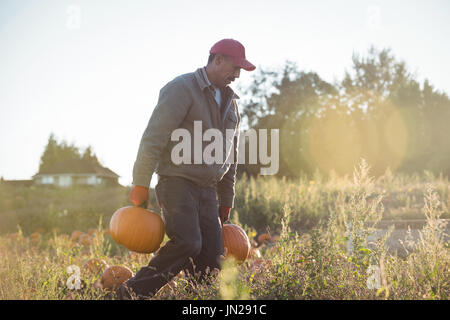 L'agriculteur dans le champ de citrouilles sur une journée ensoleillée Banque D'Images