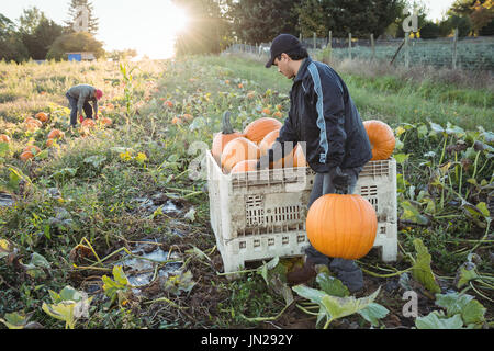 Les agriculteurs travaillant dans le secteur des Banque D'Images