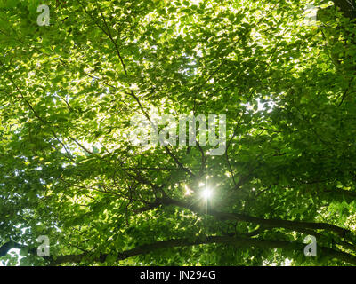 Rayons de soleil brillant à travers les branches d'un hêtre en été Banque D'Images