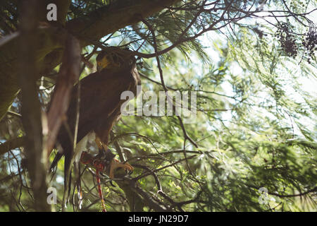 Low angle view of golden eagle perching on tree in forest Banque D'Images