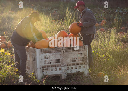 Les agriculteurs qui travaillent dans le champ de citrouilles Banque D'Images