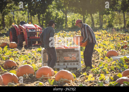 Les agriculteurs qui travaillent dans le champ de citrouille sur une journée ensoleillée Banque D'Images