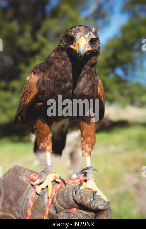 Portrait de golden eagle perching on part au cours de journée ensoleillée Banque D'Images