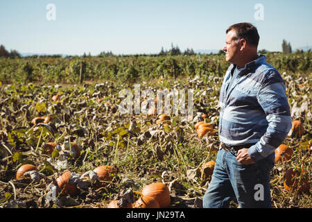 Farmer standing dans champ de citrouille Banque D'Images