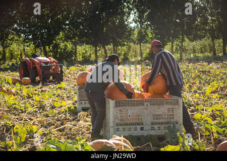 Les agriculteurs qui travaillent dans le champ de citrouille sur une journée ensoleillée Banque D'Images