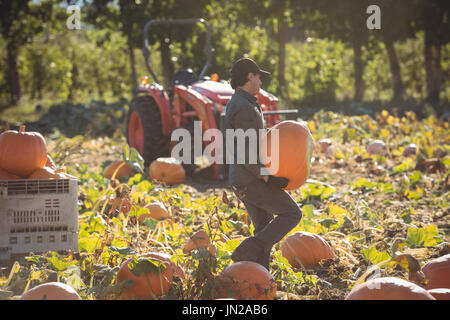 Exploitant agricole travaillant dans le champ de citrouille sur une journée ensoleillée Banque D'Images