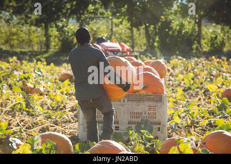 Exploitant agricole travaillant dans le champ de citrouille sur une journée ensoleillée Banque D'Images