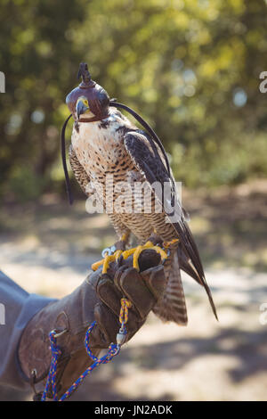 Close up de fauve sur falcon part le port de gant Banque D'Images