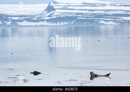 Le phoque commun, ou Phoque commun (Phoca vitulina) de vous détendre dans le cadre pittoresque fjord islandais Banque D'Images