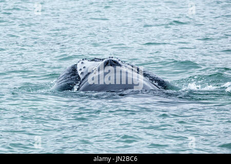 Baleine à bosse (Megaptera novaeangliae) sur une jambe se nourrir près de la surface, avec de l'eau d'être dissuadée de sa bouche, dans l'Eyjafjörður d'Islande Banque D'Images