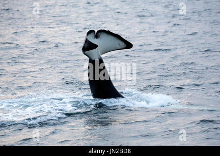 Orca, ou épaulard (Orcinus orca) tail slapping à côté du bateau d'observation des baleines Banque D'Images