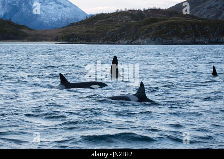 Orca, ou épaulard (Orcinus orca) dans leur aire d'alimentation d'hiver dans les fjords de Norvège, la surface à côté du bateau d'observation des baleines Banque D'Images