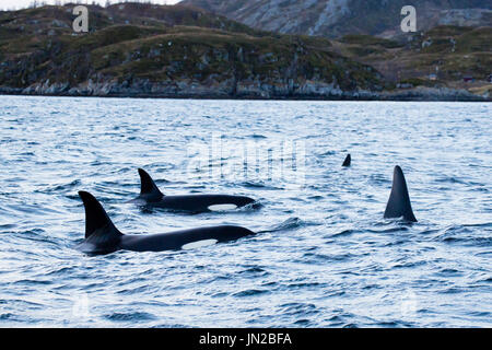 Orca, ou épaulard (Orcinus orca) dans leur aire d'alimentation d'hiver dans les fjords de Norvège, la surface à côté du bateau d'observation des baleines Banque D'Images