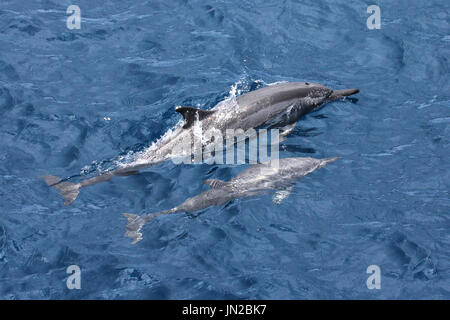 Dauphin à long bec (Stenella longirostris) mère et son petit à la surface de l'Océan Indien Banque D'Images