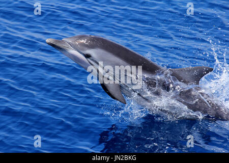 Dauphin bleu et blanc (Stenella coeruleoalba) violation de l'Océan Indien Banque D'Images