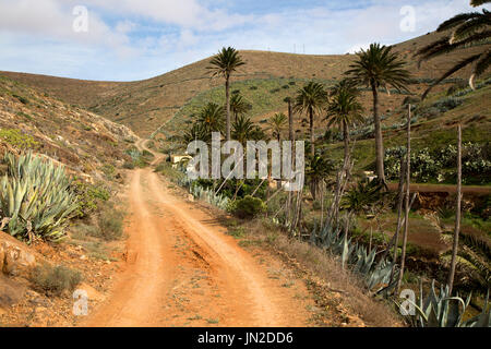 Piste sablonneuse dans la vallée fertile les terres agricoles, Corralejo, Fuerteventura, Îles Canaries, Espagne Banque D'Images