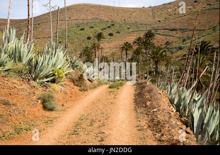 Piste sablonneuse dans la vallée fertile les terres agricoles, Corralejo, Fuerteventura, Îles Canaries, Espagne Banque D'Images