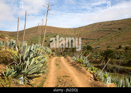 Piste sablonneuse dans la vallée fertile les terres agricoles, Corralejo, Fuerteventura, Îles Canaries, Espagne Banque D'Images