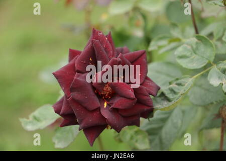 Abracadabra Hybrid Tea Rose en pleine floraison Banque D'Images