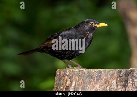 Blackbird mâle perché sur une souche d'arbre, Dorset, UK Banque D'Images
