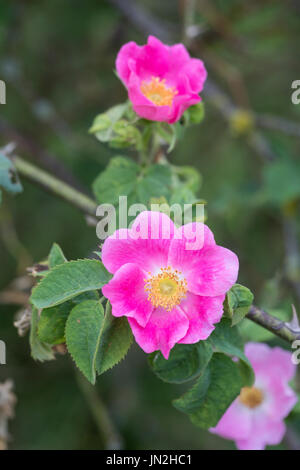 Samt-Rose Sherard-Rose Sammet-Rose,,, Samtrose Sherardrose Sammetrose,,, Sherards-Rose sherardii, Rosa, Rosa, l'Downy-Rose omissa Sherard, Rosier de S Banque D'Images
