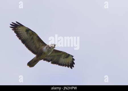 Buzzard, Buteo buteo en vol, près de Saint Hilaire, à Cornwall, UK Banque D'Images