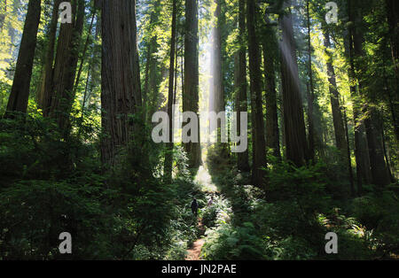 Du soleil dans une magnifique forêt de redwood Banque D'Images