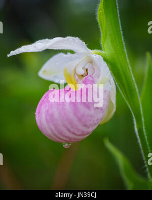 Le cypripède royal (Cypripedium reginae), Lac Blanc fen, Ontario, Canada Banque D'Images