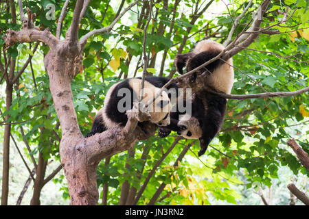 Panda deux oursons jouant dans un arbre Banque D'Images