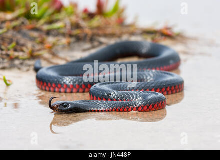 Red-bellied Black Snake Banque D'Images