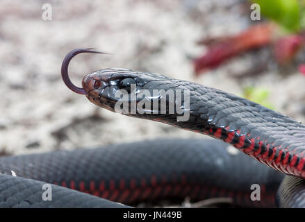 Red-bellied Black Snake Banque D'Images