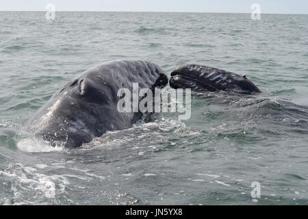 Baleine grise MÈRE ET SON PETIT Banque D'Images