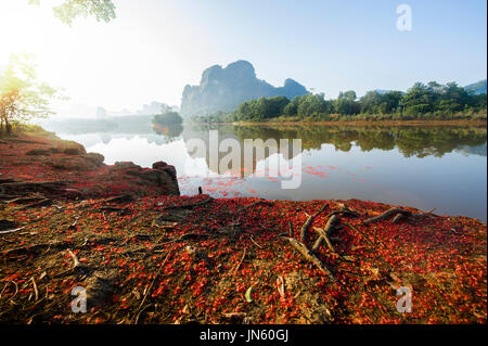 La chute des pétales de fleurs rouges à couvrir la rive du fleuve (Indian Oak, Freshwater Mangrove) Banque D'Images
