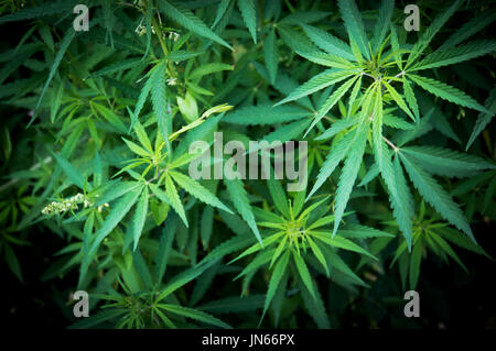 Green plants de cannabis dans le champ. Feuilles de cannabis dans l'arrière-plan Banque D'Images