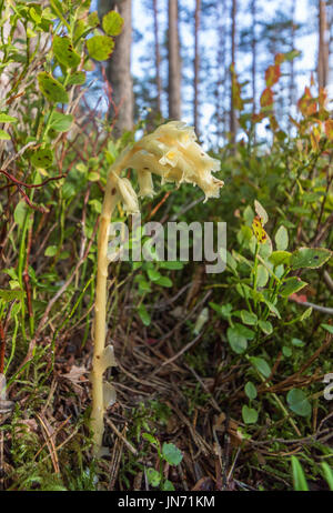 Dutchman's pipe, hypopitys Monotropa hypopitys fleurs dans une forêt de pins, vertical image Banque D'Images