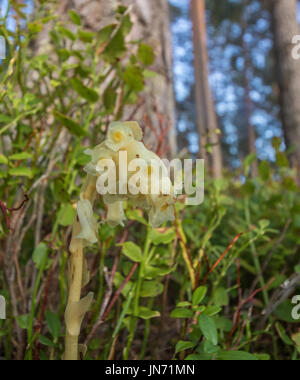 Dutchman's pipe, hypopitys Monotropa hypopitys ssp fleurs dans une forêt de pins, vertical image Banque D'Images