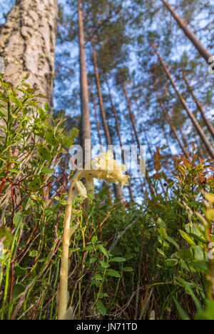 Dutchman's pipe, hypopitys Monotropa hypopitys ssp fleurs dans une forêt de pins, vertical image Banque D'Images