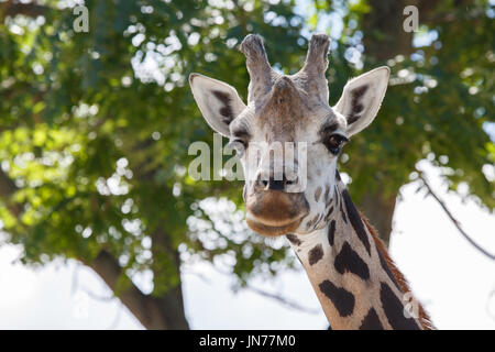 Head shot d'une girafe avec un arrière-plan flou agréable en été Banque D'Images