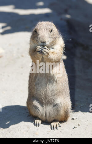 Mignon chien de prairie se dresse sur le sable close up Banque D'Images