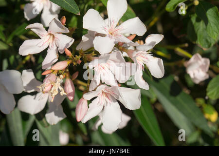 Nerium oleander, laurier rose à fleurs Banque D'Images