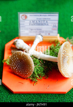 Mantoue, Italie - 22 octobre 2016 : exposition mycologique à l'Amanita de champignons à Mantoue, Lombardie, Italie Banque D'Images